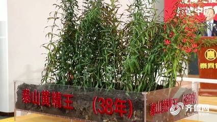 泰山黃精“工業(yè)+旅游”智能工廠投產(chǎn)暨泰山免疫力經(jīng)濟(jì)產(chǎn)品發(fā)布會(huì)在泰安舉行